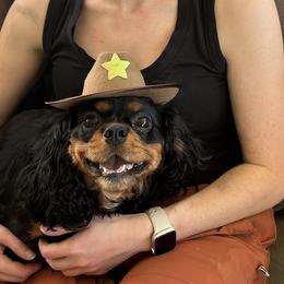 Cavalier King Charles Spaniels and Cavapoos from Snowy Peaks Cavaliers
