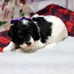 Eve - Black female Poodle puppy in Green Forest, Arkansas from Horseshoe Drive Kennel