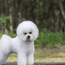 Brie - Bichon Frise