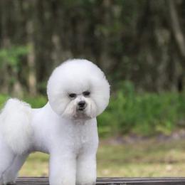 Brie - Bichon Frise