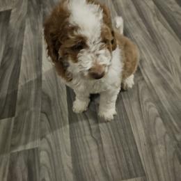 Bernedoodle, Cavapoo, and Newfypoo Puppies from Peaceful Pines LLC