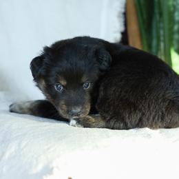 Puppy 5 - Black tri-color female Australian Shepherd puppy in Avoca, Iowa from Danker Farms