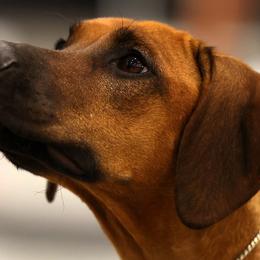 Sena - Rhodesian Ridgeback