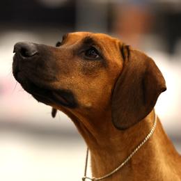 Sena - Rhodesian Ridgeback
