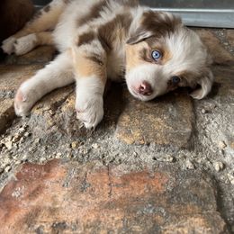 Australian Shepherd Puppies from 2 Happy Aussies