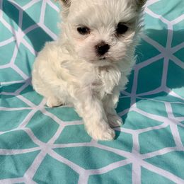 Maltese Puppies from Hummingbird Fields