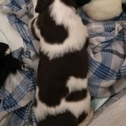 Nothing but a Dreamer (Roc) - White and black male Newfoundland puppy in Quaker City, Ohio from Country Magik