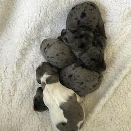 Dachshund Puppies from Hursh’s Hounds