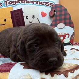 White - Chocolate female Labrador Retriever puppy in Heath Springs, South Carolina from Rich Hill Retrievers
