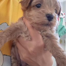 Vera - Red female Maltipoo puppy in Corona, California from Poodle house CA