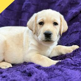 Yellow - Yellow female Labrador Retriever puppy in Wilson’s, Virginia from Cedar Hill Farm Labradors