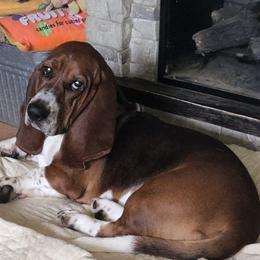 Skeeter - Basset Hound
