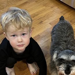 Miniature Schnauzer All Grown Up from Seventy Serenity Schnauzers