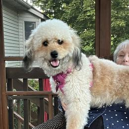 Maui - Bernedoodle
