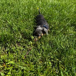 Beans - Gray (blue) and tan male Dachshund puppy in Overbrook, Kansas from The Greyline Dogs