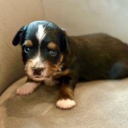 Liberty - Black tri female Toy Australian Shepherd puppy in Bixby, Oklahoma from Roeboat Aussies