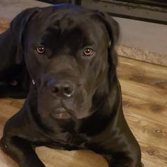 Boerboels from Legion Boerbooels