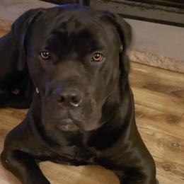 Boerboels from Legion Boerbooels