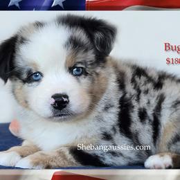 Bugatti - Blue merle male Miniature Australian Shepherd puppy in Ellsinore, Missouri from Shebang Aussies