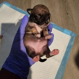 Chihuahua Puppies from Maldonado Pet Life Breeder LLC.