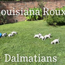 Dalmatian Puppies from Louisiana Roux Dalmatians