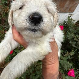 Girl 1 - White female Miniature Schnauzer puppy in Springville, Tennessee from Patriot Paws