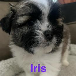 Iris Shiranian - Fawn female Companion Cross puppy in Avoca, Michigan from Repurposed Paradise Farm