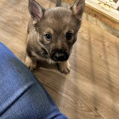 Eddie - Gray male Swedish Vallhund puppy in Minnesota from Maena Swedish Vallhunds