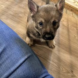 Eddie - Gray male Swedish Vallhund puppy in Minnesota from Maena Swedish Vallhunds
