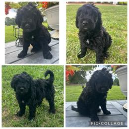 Black Abstract Girl - Black female Goldendoodle puppy in Lancaster, South Carolina from Silver Hill Farm SC