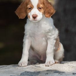 Brittany Puppies from Tommie Dahl