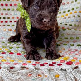 Mister Lime - Chocolate male Australian Labradoodle puppy in Wake Forest, North Carolina from Lucky Country Labradoodles