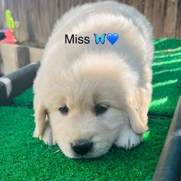 Miss Light Blue - Light golden female Golden Retriever puppy in Carmichael, California from Sadie Lane Family Goldens