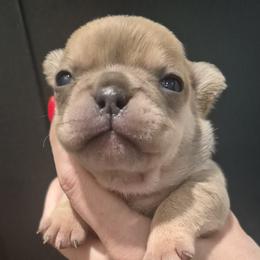 Sally - Fawn and white female French Bulldog puppy in Salina, Kansas from Peace Love frenchies
