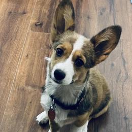 Pembroke Welsh Corgis from Corgis By Tally