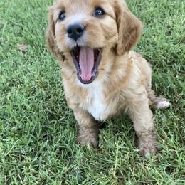 Cavapoo, Goldendoodle, and Poodle Puppies from Desert Valley Doodles