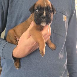 Boy 1 - Fawn male Boxer puppy in Thompson, Pennsylvania from Moonlitboxers