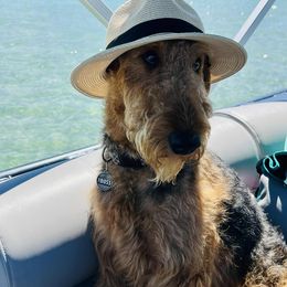 Airedale Terrier Puppies from Mystic’s Airedales