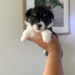 June - Black and tan female Pembroke Welsh Corgi puppy in Red Bluff, California from Wilder Ranch Corgis