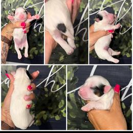 Midge - Black & tan tri-color female Morkie puppy in Cleveland, Tennessee from Moody’s Morkies and More