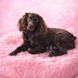 Boykin Spaniel, English Springer Spaniel, and Rat Terrier Puppies from 31 Pines Kennels
