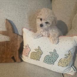 Poodle Puppies from Caboodles Of Poodles