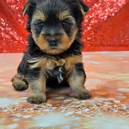 Roamie - Blue and gold male Yorkshire Terrier puppy in Monticello, Iowa from Ashley’s Puppies