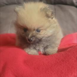 Pomeranian Puppies from Fancy Paws Pomeranian