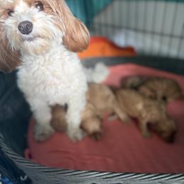 Cavapoo Puppies from Christina Kolovos
