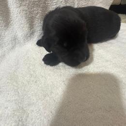 German Shepherd and Newfoundland Puppies from Tampa Bay Farm