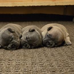 French Bulldog Puppies from Donna Johnson
