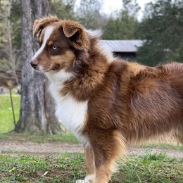 Rusty - Miniature Australian Shepherd