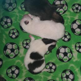 Pomeranian puppies from Fluffy Wonders Poms and Doodles