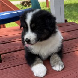 Avery - Black tri female Miniature Australian Shepherd puppy in Signal Mountain, Tennessee from D & D Miniature and Toy Australian Sheppards